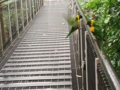 -新加坡飞禽公园