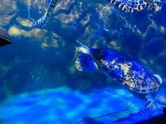 -太平洋海底世界