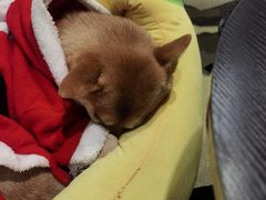 -逗柴咖啡屋·狗咖猫咖宠物桌游