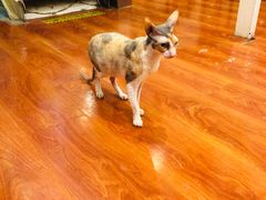 -猫小院猫主题咖啡厅(北锣店)