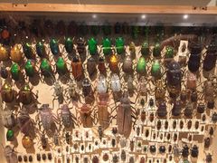-墨尔本博物馆(Melbourne Museum)