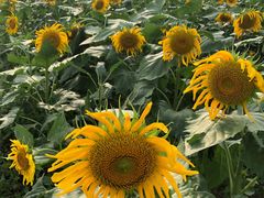 -桤木河湿地公园