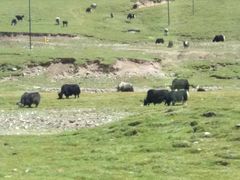 -青海茶卡盐湖文化旅游发展股份有限公司