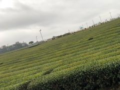 -雪绿茶博物馆