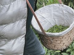 -树山生态村