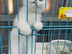 -翊宠yipet猫狗购宠庄园犬舍•猫舍