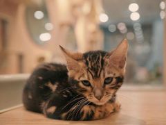 -BABIT巴比特宠物(MOMOPARK店)