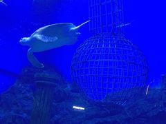 -芜湖新华联大白鲸海洋公园