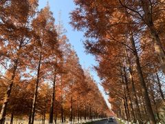 -黄海国家森林公园