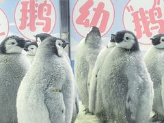 -珠海长隆海洋王国