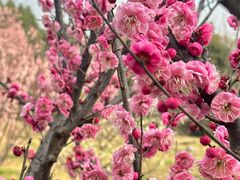 -蜀冈西峰生态公园