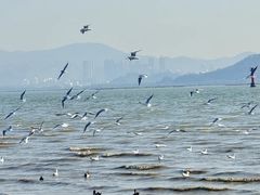 -宝安西湾红树林湿地公园