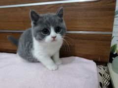 -糯米喵星人总部直营旗舰店·猫舍·幼猫出售