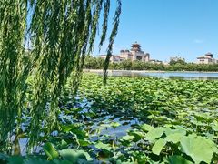 -莲花池公园
