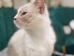 -喵喵咪呀布偶猫咖(春熙路店)