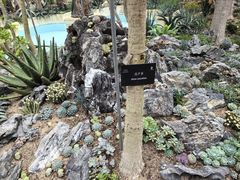 -深圳仙湖植物园