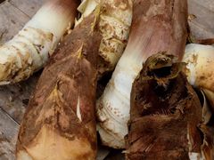 -宁波浙东大竹海景区