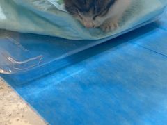 -萌兽医馆·犬猫专科·眼科中心·宠物医院(朝阳门分院)
