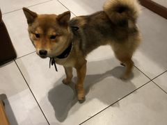 -柴务处·柴犬主题狗咖