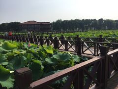 -荷塘月色湿地公园·向阳花洲