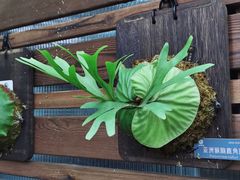 -国家植物园南园