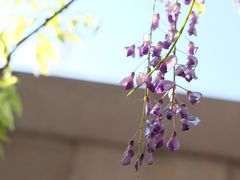 -嘉定紫藤园