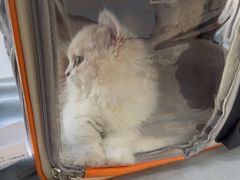 -中农国际动物医院24小时·猫科·骨科·急重症中心