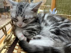 -帕帕拉兹宠物(亚洲旗舰店)