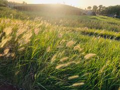 -春花秋色城市公园