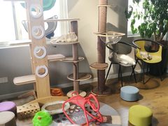 -东方名猫馆·英短金渐层布偶猫舍(环线广场1号楼店)