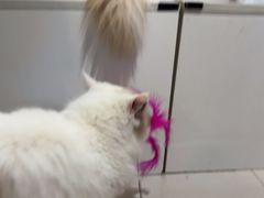 -平行世界·猫咖(首经贸店)