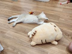 -COLOR PETS 撸猫馆·购猫·猫咖(长风大悦城店)