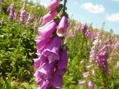 -北纬44度·金珠花海休闲农业旅游景区