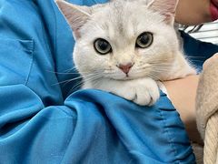 -安安宠物医院(情缘分院)