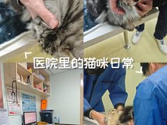 -格蕾宠物医院24H·猫科·肿瘤科·骨科中心(福州总院)
