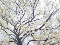 -香雪海