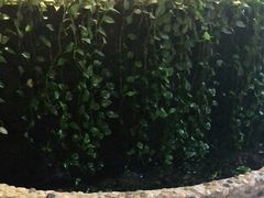 -鹅滋道(甘坑古镇店)