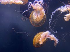 -成都浩海立方海洋公园