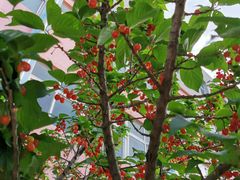 -小仙居·农家宴烤羊· 农庄