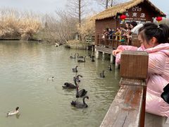 -溱湖国家湿地公园