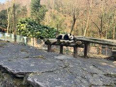 -都江堰中华大熊猫苑
