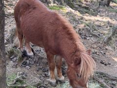 -神户市立六甲山牧场