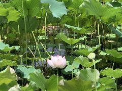 -陶辛水韵