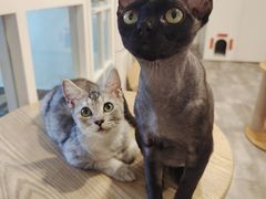 -楼上猫咖(罗湖店)