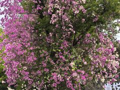 -鹅滋道(甘坑古镇店)