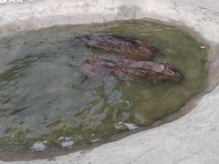 -廊坊固安福朋喜来登酒店