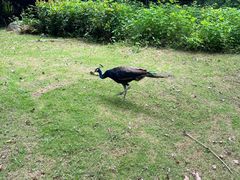 -深圳野生动物园