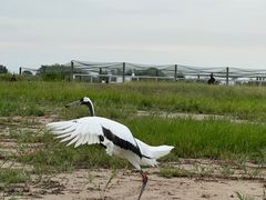 -盐城丹顶鹤湿地生态旅游区