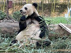 -都江堰中华大熊猫苑