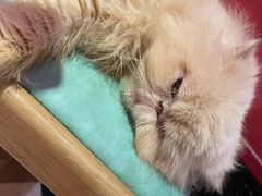 -猫色咖啡·猫咖